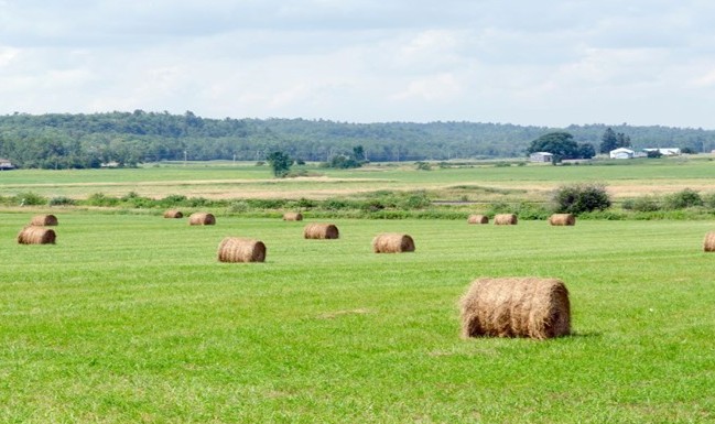 Australian farmland prices set for modest growth in 2026